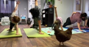 Labrador West se divierte cloqueando haciendo yoga con gallinas
