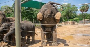 Los elefantes del zoológico de Houston realizan rutinas diarias de yoga para su salud